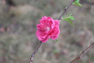 桃花