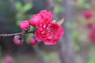 桃花盛开