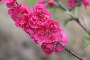 桃花盛开