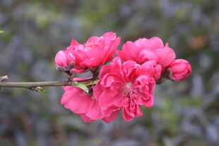 桃花盛开