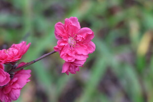 桃花