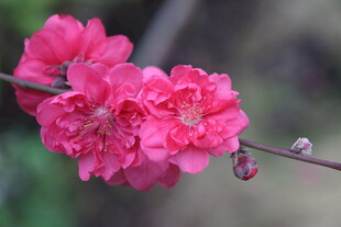 桃花盛开
