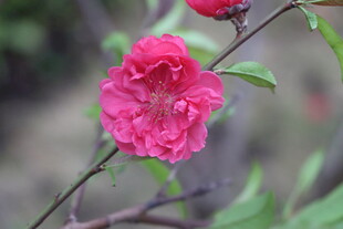 桃花