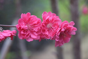 桃花盛开
