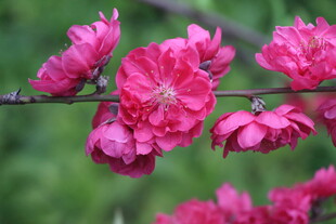 桃花盛开