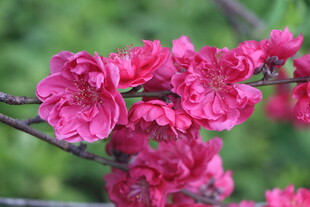 桃花盛开