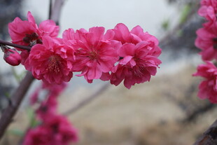 桃花