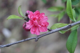 桃花