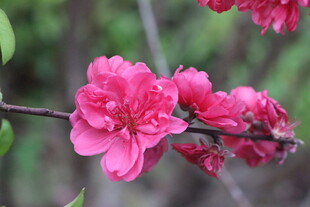 桃花