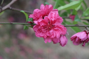 桃花