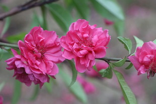 桃花