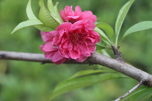 桃花