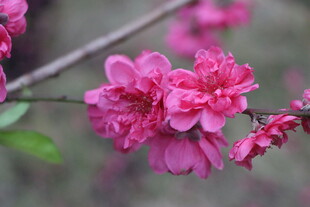 桃花