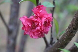 桃花