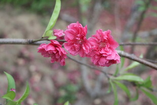 桃花
