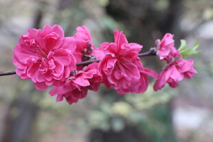 桃花