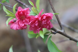 桃花