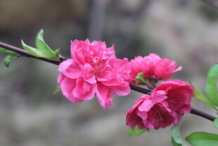 桃花