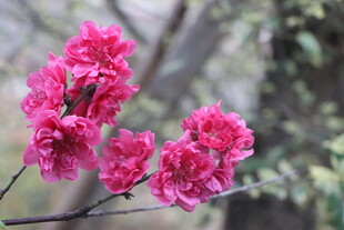 桃花