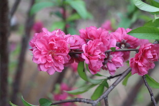 桃花