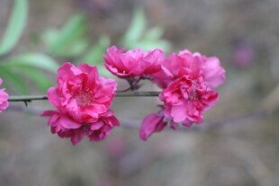 桃花