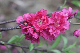 桃花
