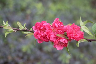桃花