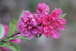 桃花