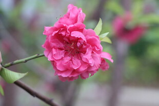 桃花