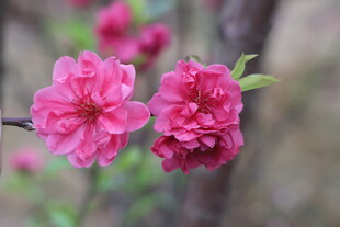 桃花