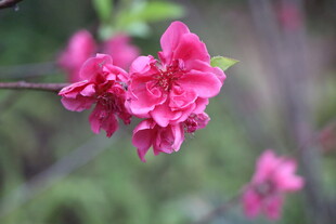 桃花