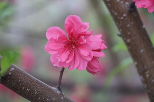 桃花