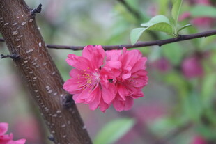 桃花