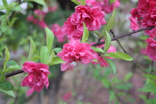桃花