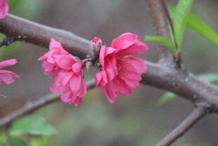 桃花