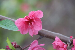 桃花