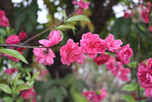 桃花