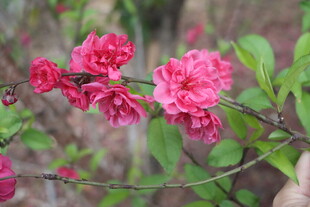 桃花