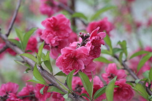 桃花