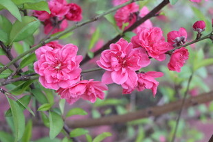桃花