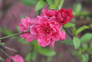 桃花