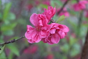 桃花