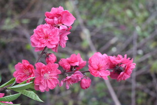 桃花盛开