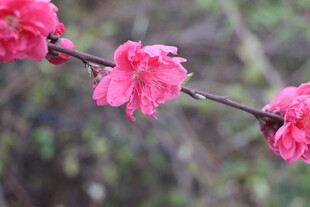 桃花
