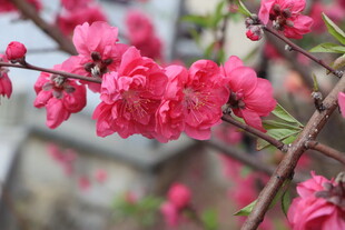 桃花