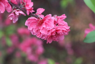 桃花盛开