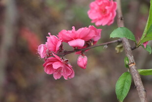 桃花