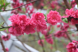 桃花