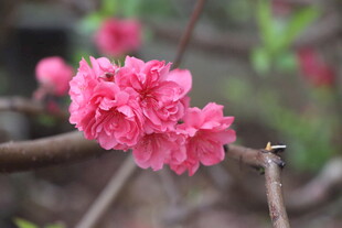 桃花