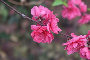 桃花
